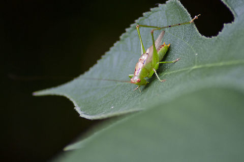 Orchelimum silvaticum Not sure of the identification. This was on a Paper Mulberry tree leaf in my backyard. 
https://bugguide.net/node/view/1717730
https://www.jungledragon.com/image/99846/katydid.html Geotagged,Orchelimum silvaticum,Summer,United States