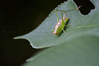 Orchelimum silvaticum Not sure of the identification. This was on a Paper Mulberry tree leaf in my backyard. <br />
https://bugguide.net/node/view/1717730<br />
https://www.jungledragon.com/image/99846/katydid.html Geotagged,Orchelimum silvaticum,Summer,United States