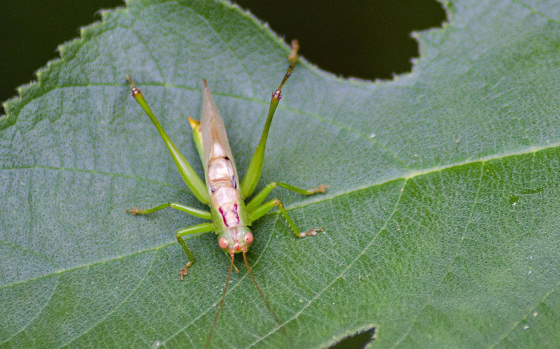 Orchelimum silvaticum <a href="https://bugguide.net/node/view/1717730" rel="nofollow">https://bugguide.net/node/view/1717730</a><br />
<figure class="photo"><a href="https://www.jungledragon.com/image/99845/orchelimum_silvaticum.html" title="Orchelimum silvaticum"><img src="https://s3.amazonaws.com/media.jungledragon.com/images/4330/99845_thumb.JPG?AWSAccessKeyId=05GMT0V3GWVNE7GGM1R2&Expires=1769040010&Signature=Pc79eCKXtccq2X%2BigrQxQjy6jsw%3D" width="200" height="134" alt="Orchelimum silvaticum Not sure of the identification. This was on a Paper Mulberry tree leaf in my backyard. <br />
https://bugguide.net/node/view/1717730<br />
https://www.jungledragon.com/image/99846/katydid.html Geotagged,Orchelimum silvaticum,Summer,United States" /></a></figure><br />
 Geotagged,Orchelimum,Orchelimum silvaticum,Summer,United States