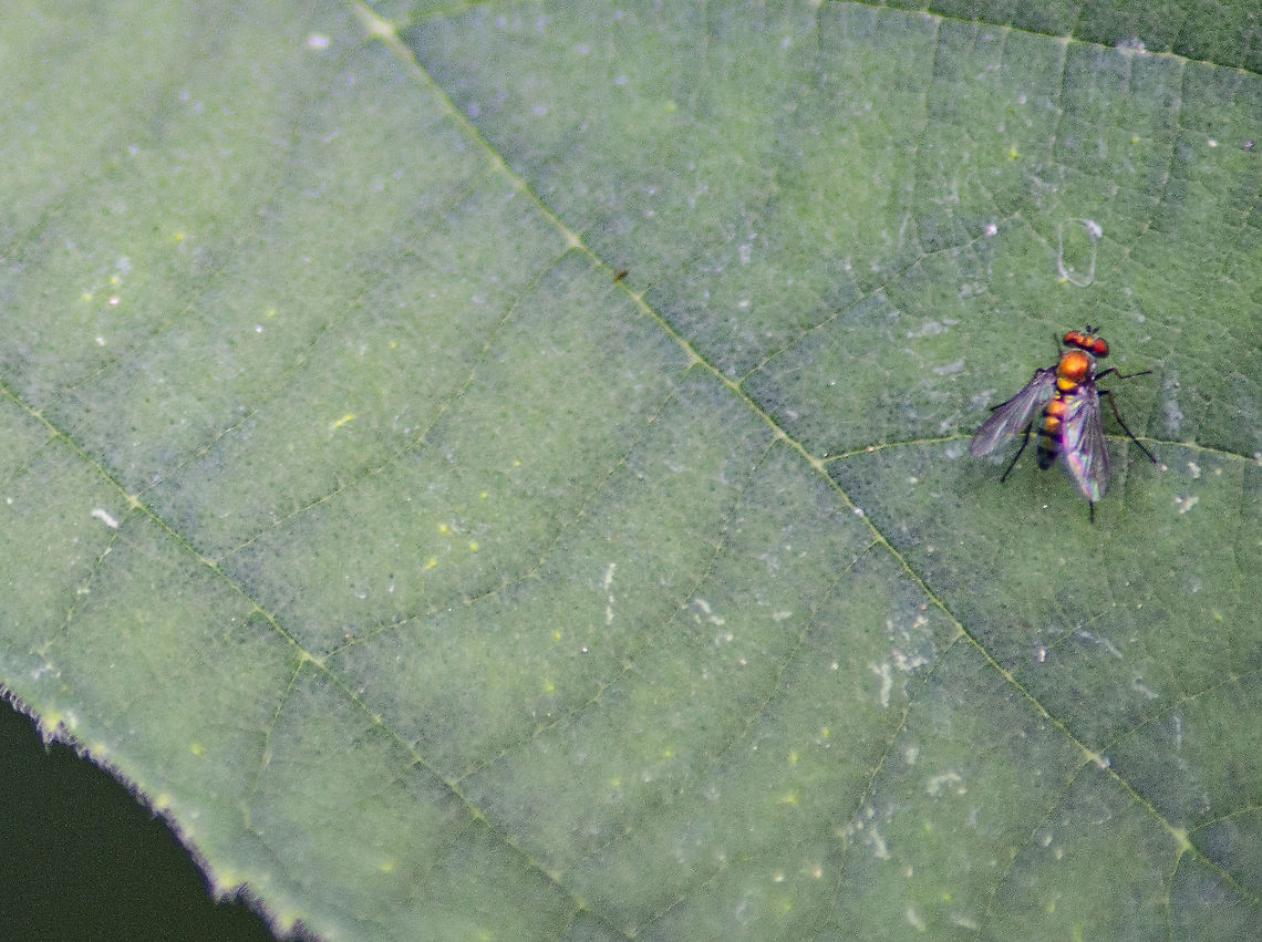 Condylostylus patibulatus This was on the same leaf as a Picture-winged fly. They danced around each other for a while, too bad I couldn't get that photo. Condylostylus patibulatus,Fall,Geotagged,United States