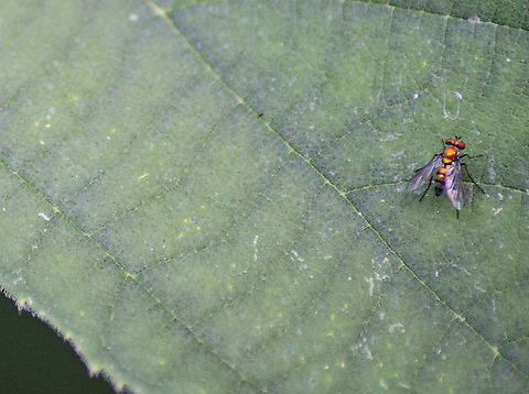 Condylostylus patibulatus This was on the same leaf as a Picture-winged fly. They danced around each other for a while, too bad I couldn't get that photo. Condylostylus patibulatus,Fall,Geotagged,United States