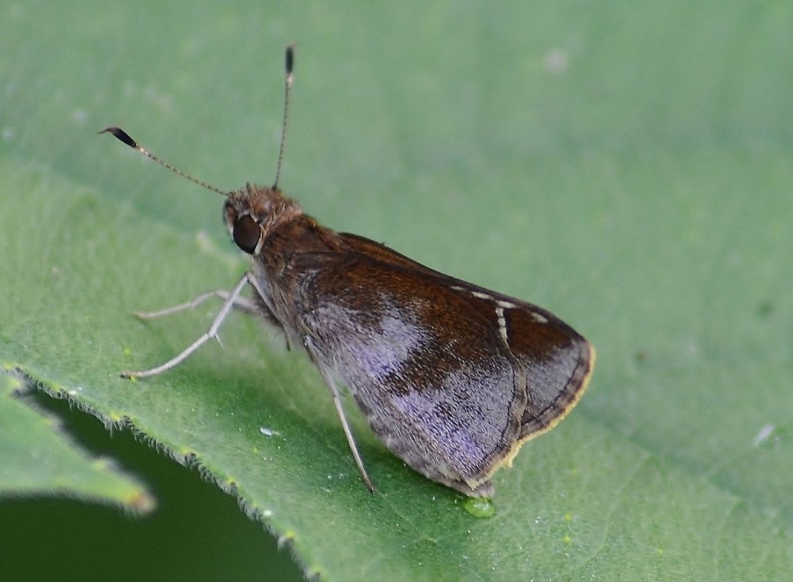 Fawn-Spotted Skipper This subject is smaller than the one previously posted and has a mahogany colored wing with whitish gray powder-like pattern on the wings. I&#039;m wondering if it is laying eggs because you can see a liquid is forming on the leaf, and it went on producing this in distinct circles across the leaf. Cymaenes trebius,Fall,Fawn-spotted skipper,Geotagged,United States