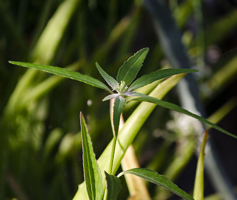 euphorbia_heterophylla? Growing in the same pot as aloe vera, that is what you see behind it. See other photo below
https://www.jungledragon.com/image/101808/euphorbia_heterophylla.html Euphorbia heterophylla,Fall,Geotagged,Painted euphorbia,United States