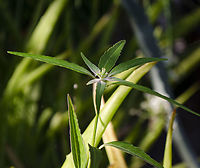 euphorbia_heterophylla? Growing in the same pot as aloe vera, that is what you see behind it. See other photo below<br />
https://www.jungledragon.com/image/101808/euphorbia_heterophylla.html Euphorbia heterophylla,Fall,Geotagged,Painted euphorbia,United States