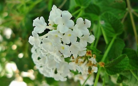Brachymyrmex patagonicus Striped ants on white Lantana Brachymyrmex patagonicus,Geotagged,United States,Winter