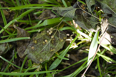 Hackberry Nipple Gall Pachypsylla celtidismamma galls on Hackberry leaves the next door neighbor's gardener dropped in my sideyard Fall,Geotagged,Hackberry nipplegall maker,Pachypsylla celtidismamma,United States