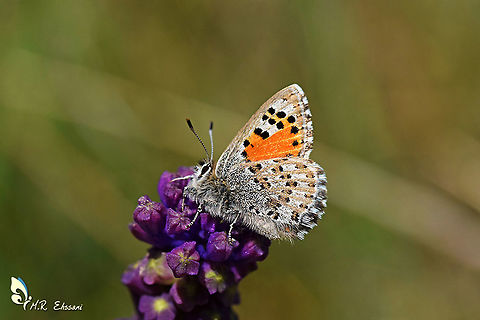Tomares desinens  Geotagged,Iran,Lycaenidae,Spring,Tomares desinens,butterflies,butterflies of Iran,insecta,insects,iran,lepidoptera,tomares