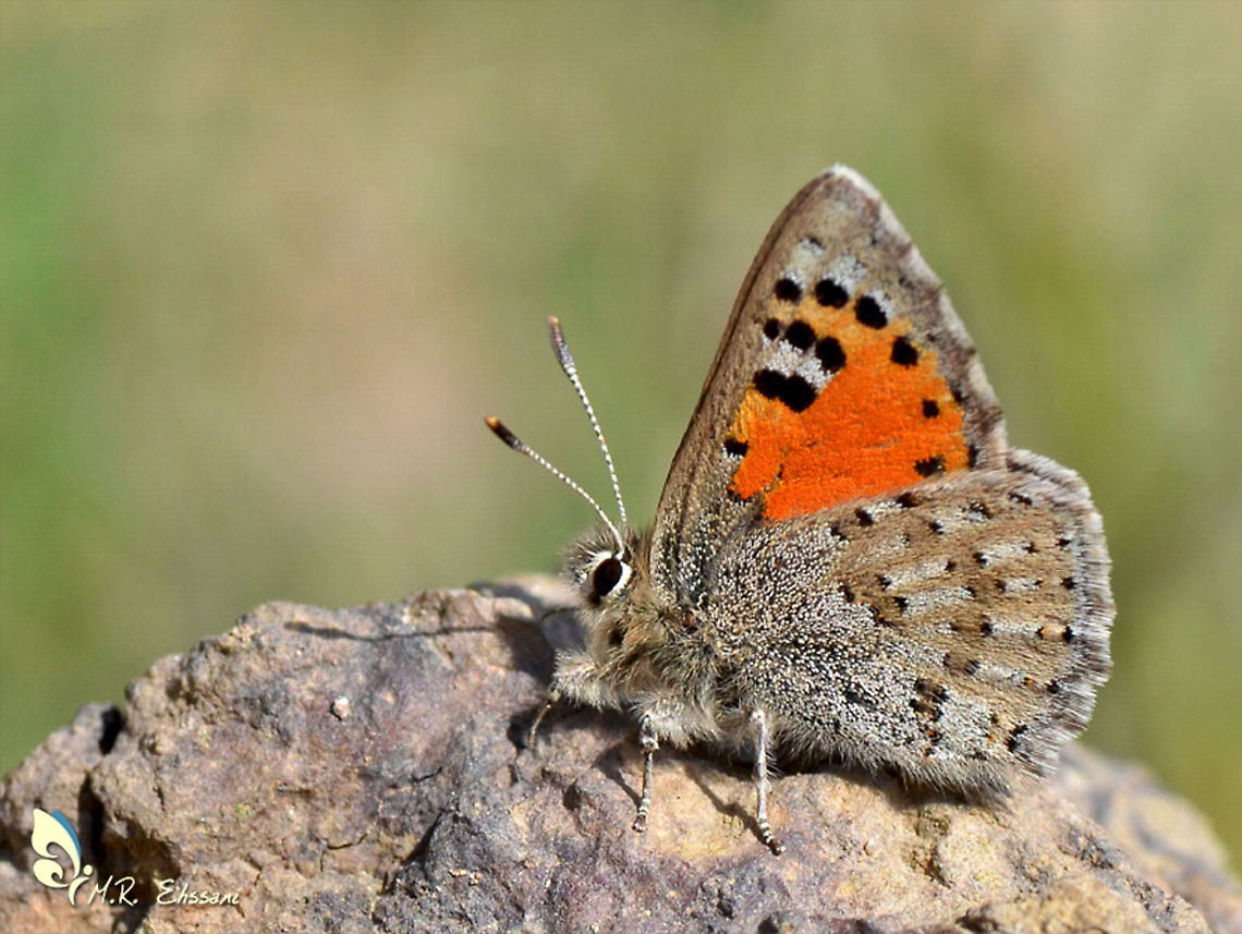 Tomares callimachus, the Caucasian vernal copper  Caucasian vernal copper,Geotagged,Iran,Lepidoptera,Spring,Tomares callimachus,butterflies,butterflies of Iran,butterfly,insect,insecta,iran,lycaenidae,tomares