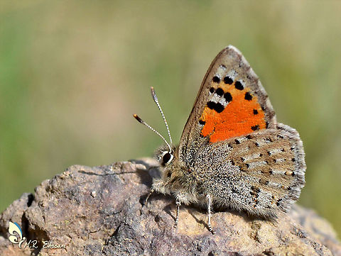 Tomares callimachus, the Caucasian vernal copper  Caucasian vernal copper,Geotagged,Iran,Lepidoptera,Spring,Tomares callimachus,butterflies,butterflies of Iran,butterfly,insect,insecta,iran,lycaenidae,tomares