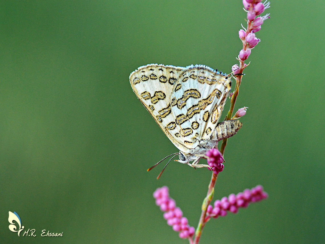 Cigaritis epargyros A very rare species in genus Cigaritis or Apharitis found in semi desert habitat Cigaritis,Cigaritis epargyros,Geotagged,Iran,Lepidoptera,Spring,apharitis,butterflies,butterflies of Iran,insecta,insects,iran,lycaenidae