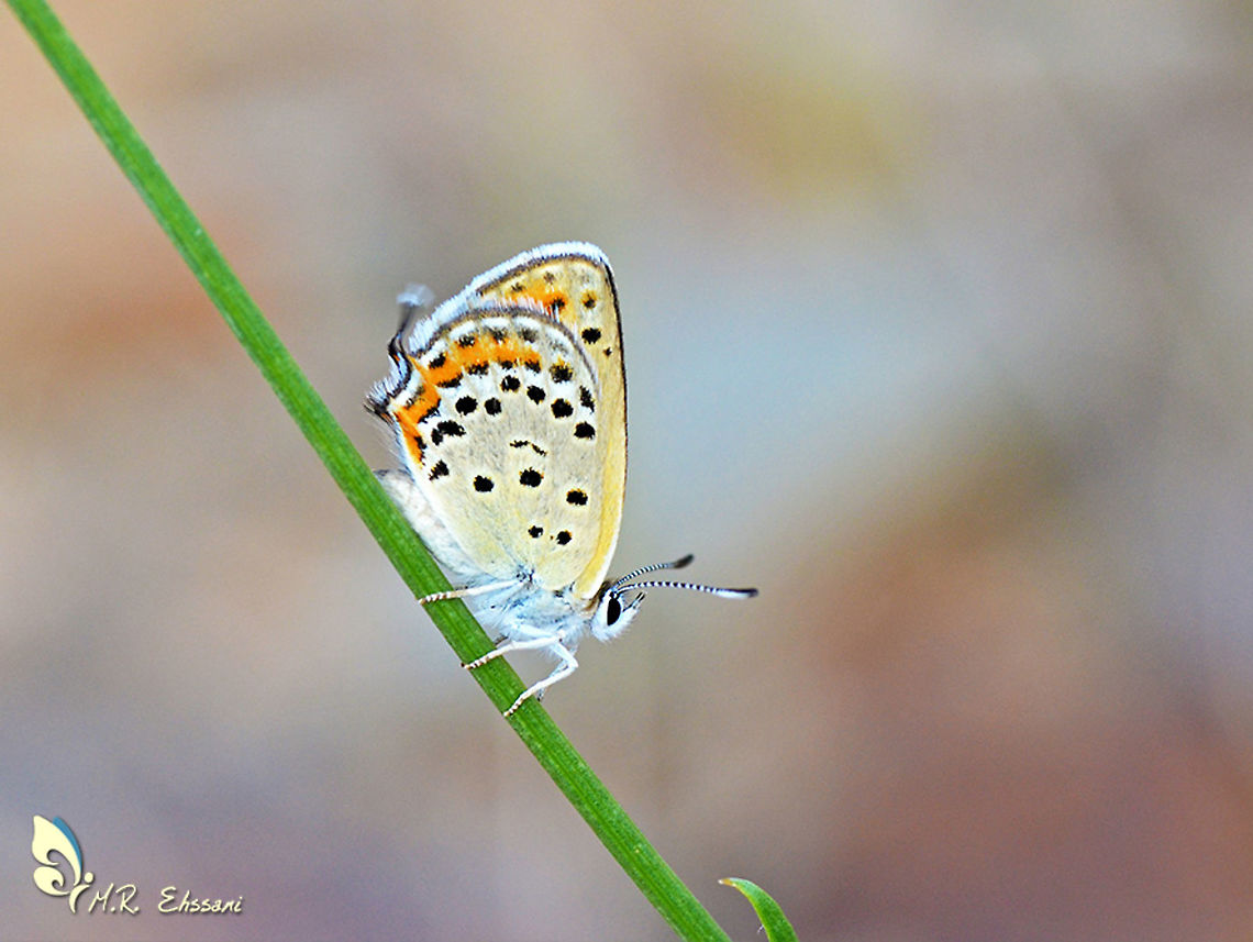 Lycaena (Hyrcanana) sartha A butterfly species in family Lycaenidae , found in eastern Zagros mountains of Iran in semi dry hill sides. It has very fast and short flight near the ground. Geotagged,Hyrcanana,Iran,Lycaena sartha,Spring,butterflies,butterflies of iran,butterfly,insecta,insects,iran,lepidoptera,lycaenidae