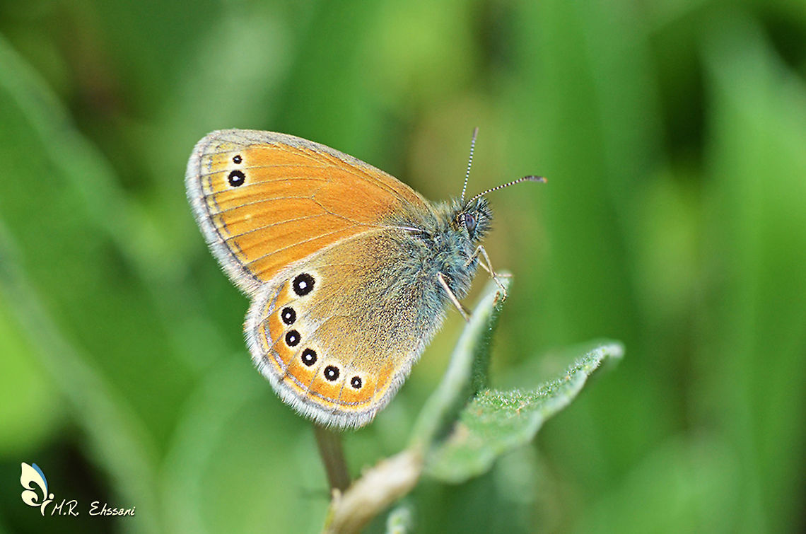 Coenonympha leander  Coenonympha,Coenonympha leander,Geotagged,Iran,Nymphalidae,Russian heath,Summer,butterflies,butterflies of iran,butterfly,insects,insesta,iran,lepidoptera