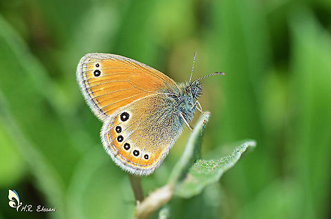 Coenonympha leander  Coenonympha,Coenonympha leander,Geotagged,Iran,Nymphalidae,Russian heath,Summer,butterflies,butterflies of iran,butterfly,insects,insesta,iran,lepidoptera