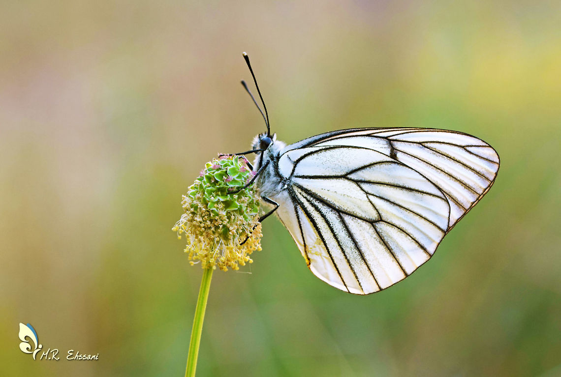 Aporia crataegi  Aporia crataegi,Black-veined white,Geotagged,Iran,Pieridae,Spring,butterflies,butterfly,insecta,iran,lepidoptera
