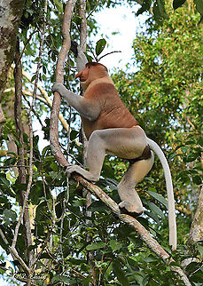 Proboscis monkey in Malaysian Borneo Seemed to be an alpha male Fall,Geotagged,Malaysia,Nasalis larvatus,Primates,Proboscis monkey,borneo,borneo island,island,malaysia,mammals,rainforest,tropical
