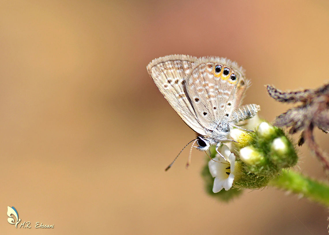 Chilades (Freyeria) trochylus  Chilades trochylus,Geotagged,Grass jewel,Iran,Spring,butterflies,butterflies of iran,chilades,insecta,iran,lepidoptera,lycaenidae