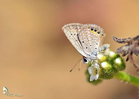 Chilades (Freyeria) trochylus  Chilades trochylus,Geotagged,Grass jewel,Iran,Spring,butterflies,butterflies of iran,chilades,insecta,iran,lepidoptera,lycaenidae