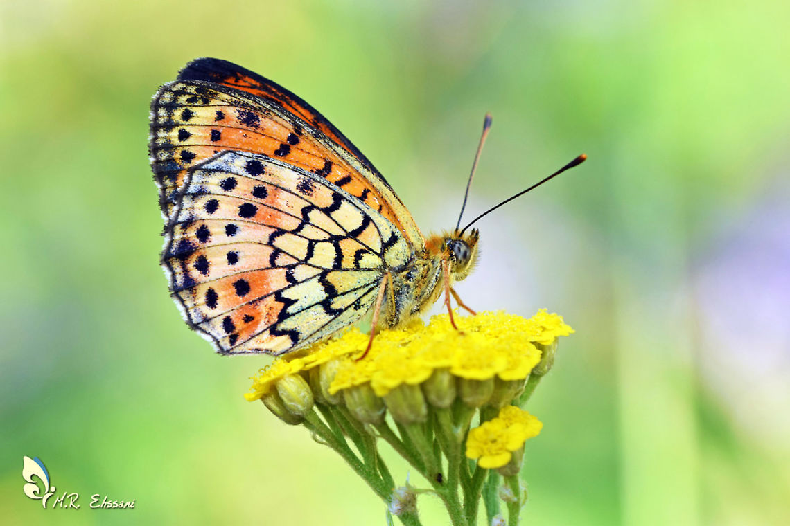 Brenthis mofidii, the Mofidi's fritillary butterfly , ventral view  Brenthis,Brenthis mofidii,Geotagged,Insecta,Iran,Summer,butterflies,butterflies of Iran,fritillary,lepidoptera,nymphalidae
