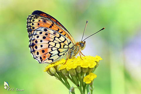Brenthis mofidii, the Mofidi's fritillary butterfly , ventral view  Brenthis,Brenthis mofidii,Geotagged,Insecta,Iran,Summer,butterflies,butterflies of Iran,fritillary,lepidoptera,nymphalidae