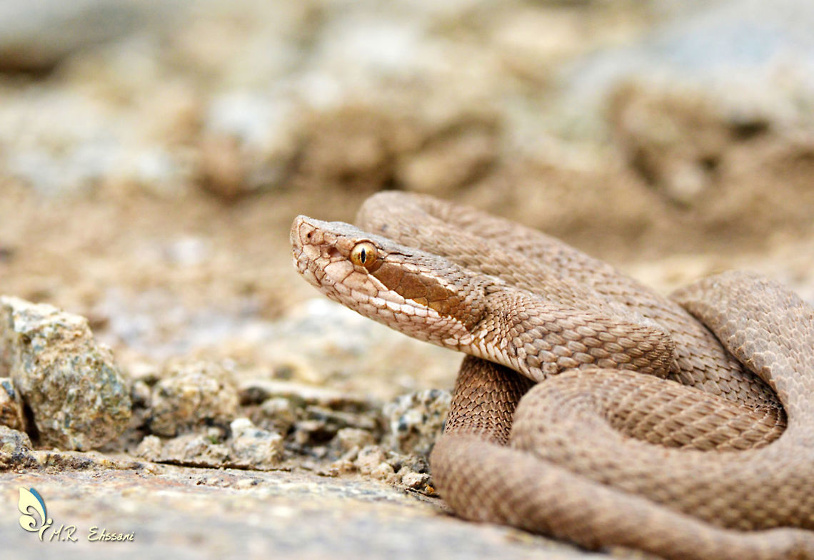 Caucasian Pit Viper (Gloydius halys caucasicus) Common pit viper species in forest steppes of Alborz mountain range  Geotagged,Gloydius,Gloydius halys,Iran,Reptiles,Summer,pit viper,viper