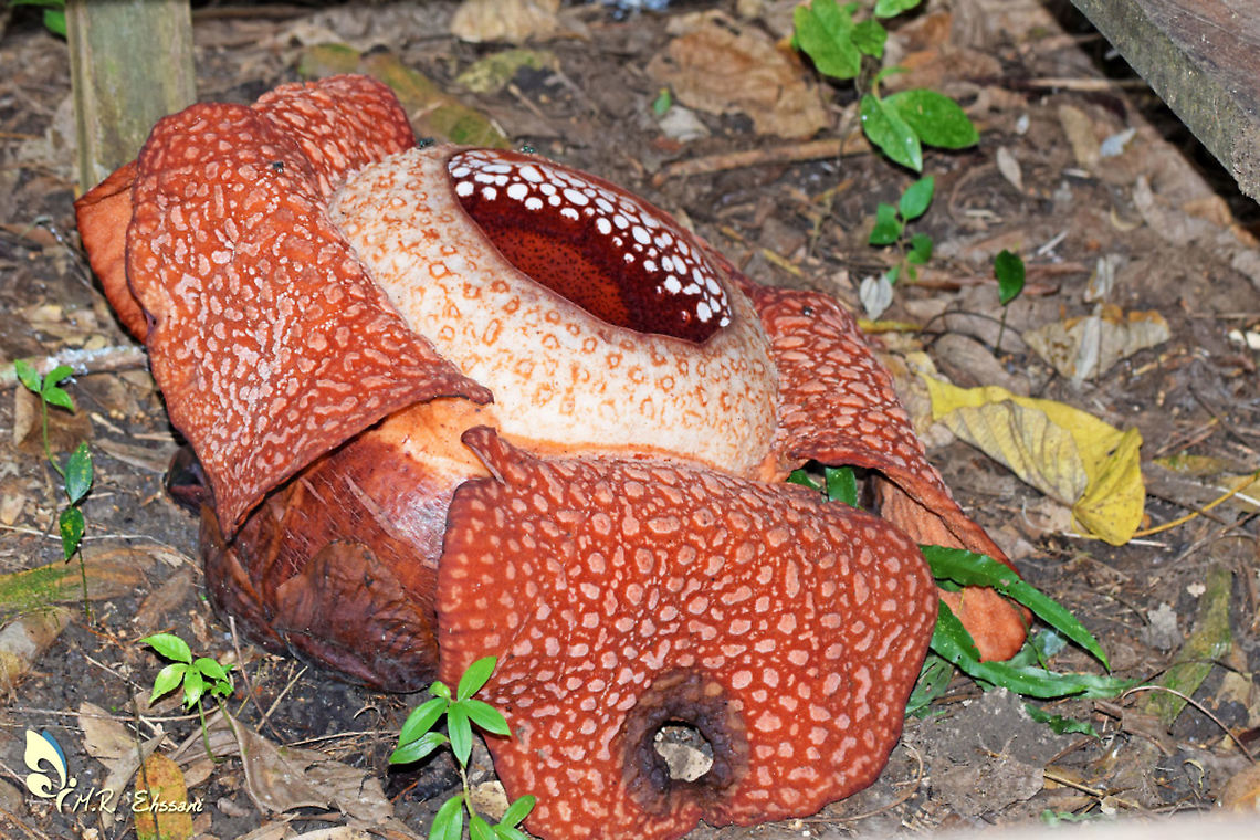 Rafflesia arnoldii flower  Fall,Geotagged,Malaysia,Rafflesia arnoldii,borneo,flora,flowers,forest,giant,malaysia,tropical