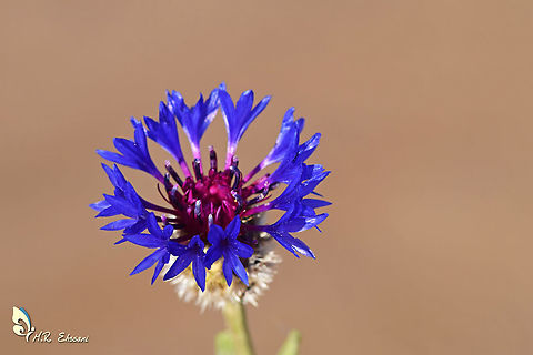 Centaurea depressa flower  Centaurea,Centaurea depressa,Geotagged,Iran,Iranian Knapweed,Spring,flora,flower