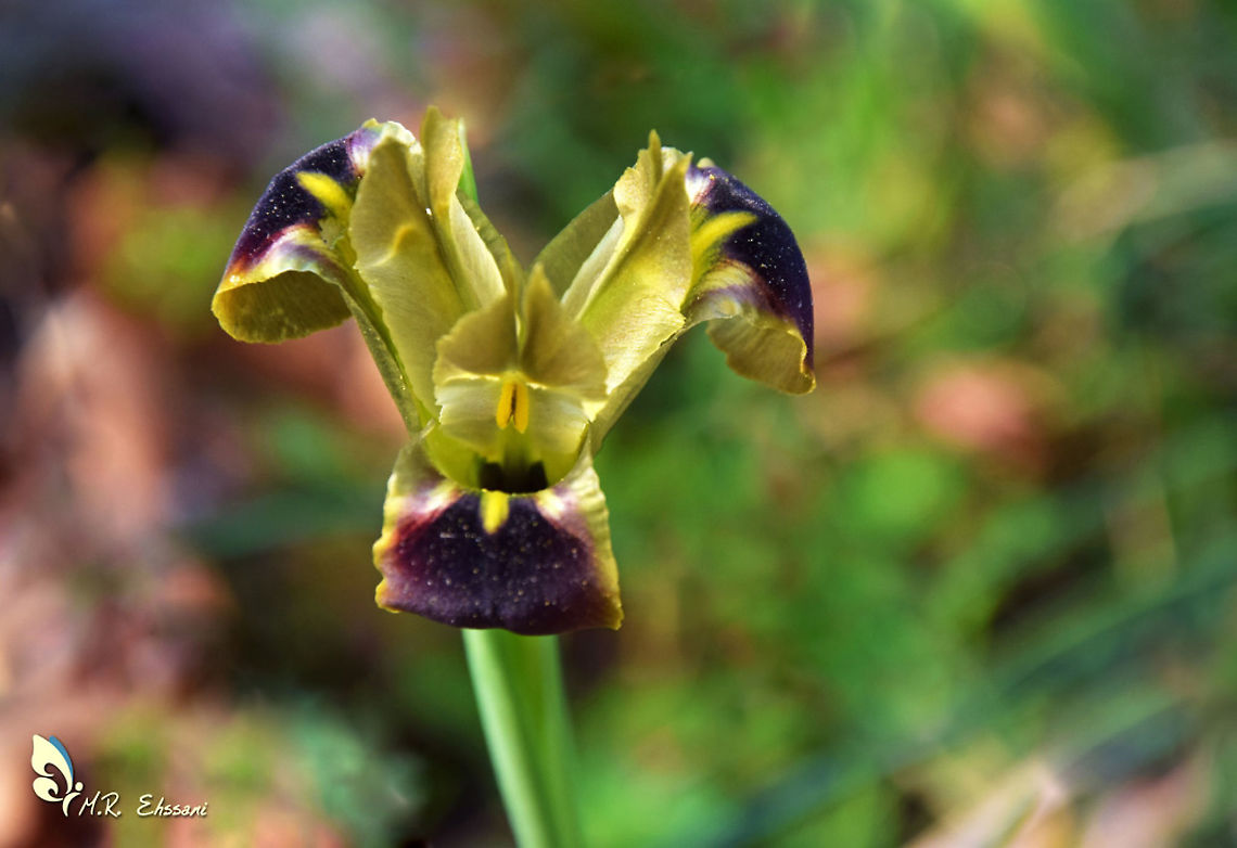 Iris tuberosa flower  Geotagged,Greece,Iridaceae,Iris tuberosa,Spring,flora,flowers,greece,greek,iris,snake's-head iris