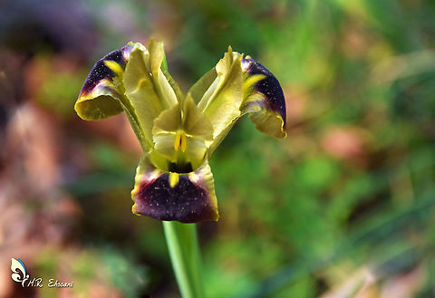 Snake's-head Iris