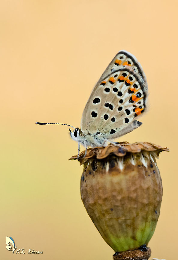 Plebejus (Kretania) eurypilus  Geotagged,Insecta,Iran,Kretania eurypilus,Lycaenidae,Plebejus,Plebejus eurypilus,Summer,butterflies,butterflies of Iran,lepidopetra