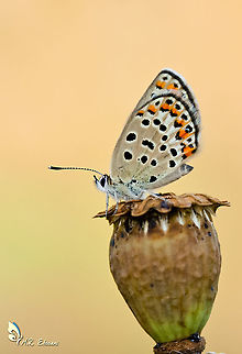 Plebejus (Kretania) eurypilus  Geotagged,Insecta,Iran,Kretania eurypilus,Lycaenidae,Plebejus,Plebejus eurypilus,Summer,butterflies,butterflies of Iran,lepidopetra