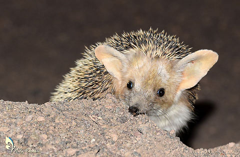 Long-eared hedgehog  Geotagged,Hemiechinus auritus,Iran,Long-eared hedgehog,Spring,desert,hedgehog,mammals