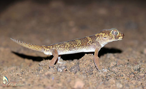 Teratoscincus bedriagai  Bedraiga's wonder gecko,Geotagged,Iran,Sphaerodactylidae,Spring,Teratoscincus,Teratoscincus bedriagai,gecko,iran,lizard
