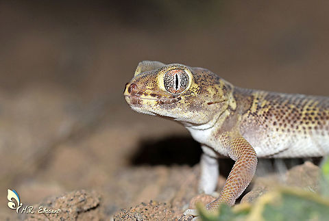 Bedriaga's Wonder Gecko