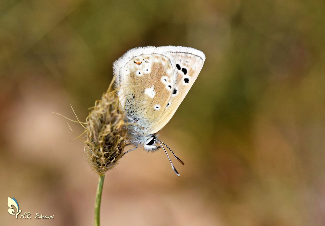 Plebejus (Agriades) aegagrus An endemic butterfly of Iran in family Lycaenidae , found in high elevated slops of Alborz mountain range Agriades aegagrus,Geotagged,Iran,Lycaenidae,Plebejus,Plebejus aegagrus,Summer,butterflies of Iran,butterfly,endemic,insecta,lepidoptera