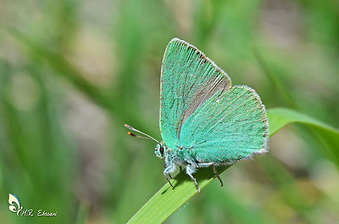 Callophrys danchenkoi  Callophrys,Callophrys danchenkoi,Geotagged,Green Hairstreak,Iran,Nahcevan Hairstreak,Spring,butterflies of Iran,butterfly,insecta,lepidoptera