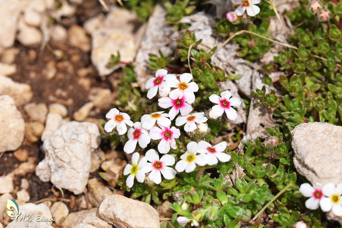 Androsace villosa , shaggy rock jasmine flower  Androsace,Androsace villosa,Geotagged,Iran,Primulaceae,Summer,alpine,flora,flower