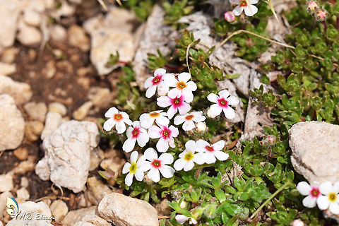 Androsace villosa , shaggy rock jasmine flower  Androsace,Androsace villosa,Geotagged,Iran,Primulaceae,Summer,alpine,flora,flower