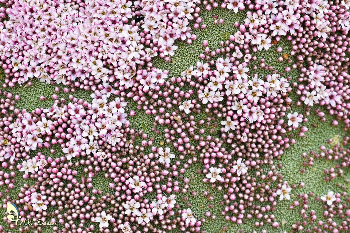 Gypsophila aretioides  Alpine Baby's Breath,Flora,Geotagged,Gypsophila,Gypsophila aretioides,Iran,Summer,alpine,alpine baby's breath,cushion plant,flower,iran