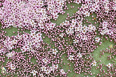 Gypsophila aretioides Alpine Baby's Breath,Flora,Geotagged,Gypsophila,Gypsophila aretioides,Iran,Summer,alpine,alpine baby's breath,cushion plant,flower,iran