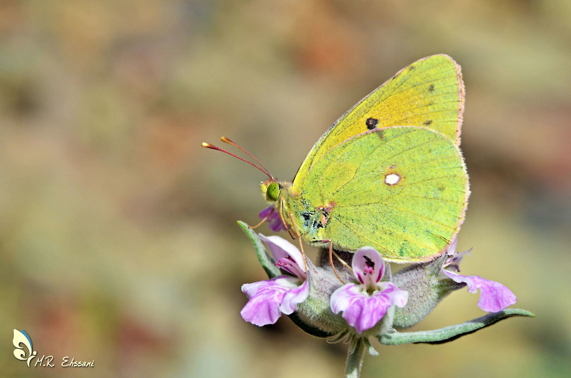 Colias aurorina  , Greek clouded butterfly  Colias aurorina,Geotagged,Greek clouded butterfly,Insecta,Iran,Pieridae,Spring,butterflies,butterflies of Iran,colias,iran,lepidoptera