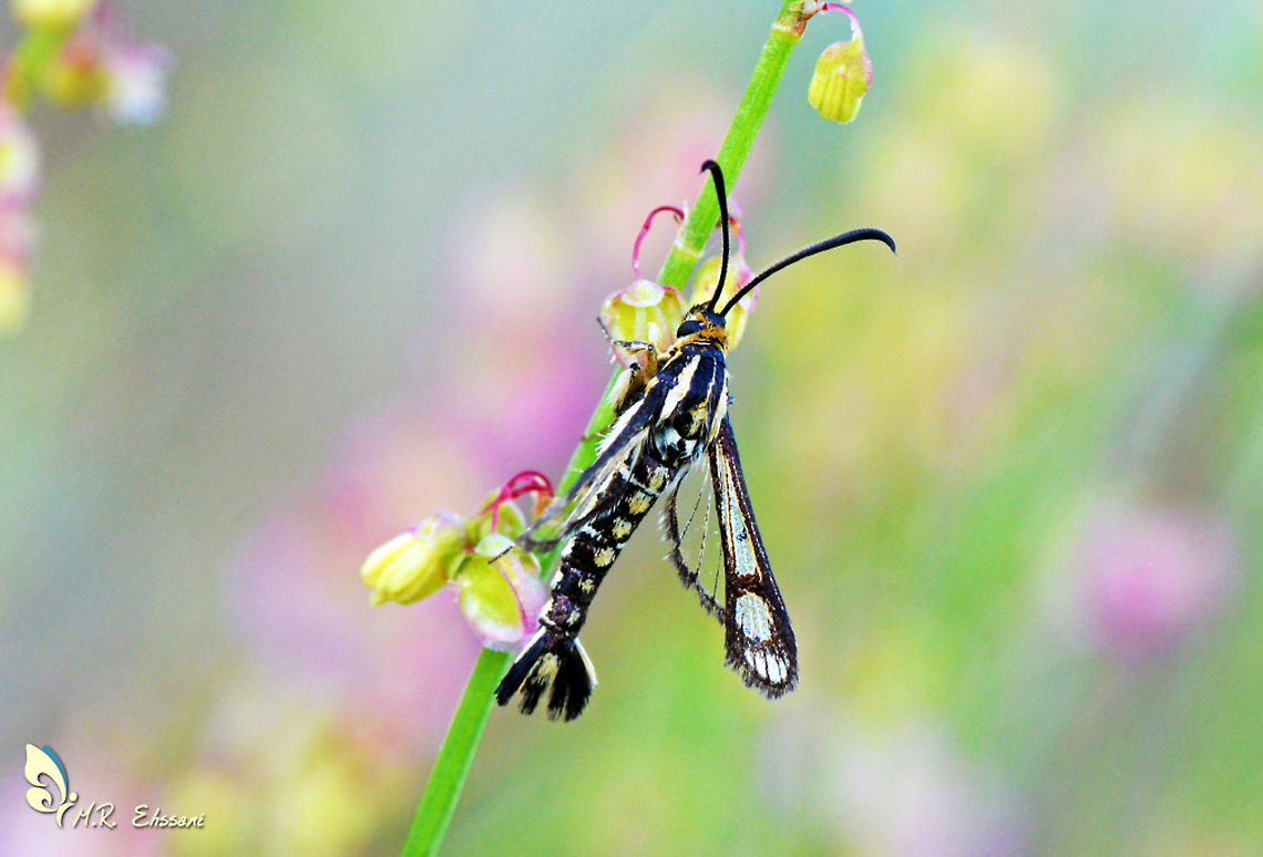 Pyropteron triannuliformis  Geotagged,Iran,Pyropteron,Pyropteron triannuliformis,Sesiidae,Summer,clearwing,insecta,iran,lepidoptera,moth
