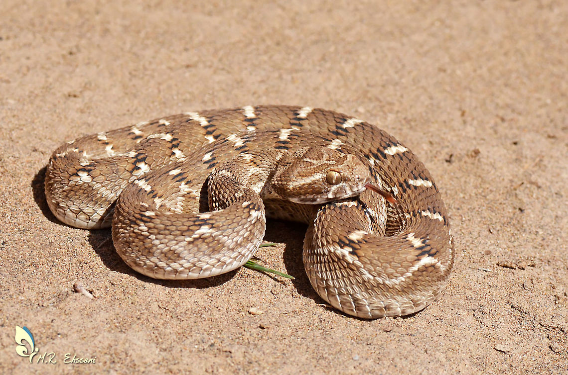 Echis carinatus , Saw scaled viper Her first bite is the life last bite! Desert,Echis,Echis carinatus,Geotagged,Iran,Saw-scaled viper,Spring,Viperidae,iran,reptiles,snakes,viper,wildlife