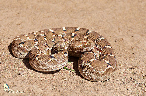 Echis carinatus , Saw scaled viper Her first bite is the life last bite! Desert,Echis,Echis carinatus,Geotagged,Iran,Saw-scaled viper,Spring,Viperidae,iran,reptiles,snakes,viper,wildlife