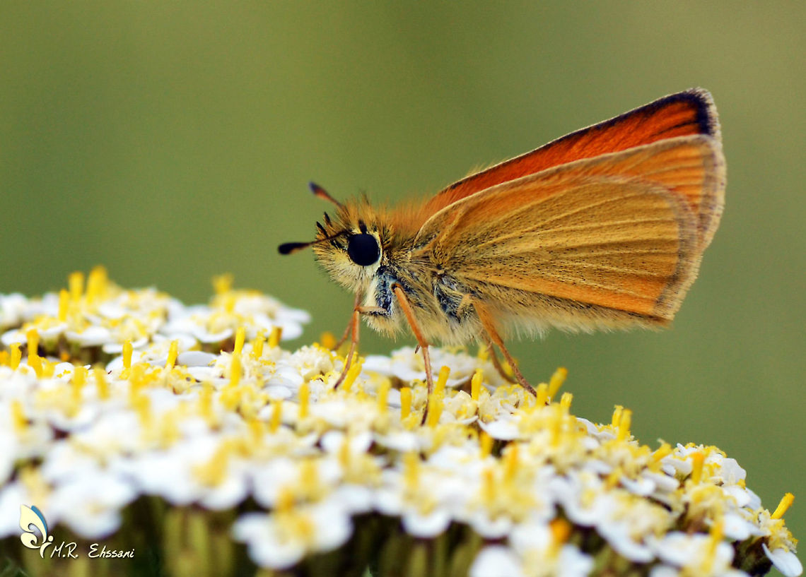 Thymelicus sylvestris  Geotagged,Hesperiidae,Iran,Lepidoptera,Small skipper,Summer,Thymelicus,Thymelicus sylvestris,butterflies,butterflies of iran,butterfly,iran