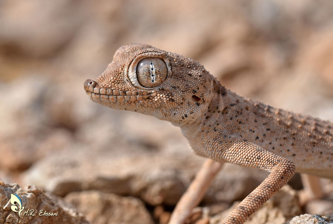 Agamura persica , The Persian spider gecko  Agamura persica,Gekkonidae,Geotagged,Iran,Lizards,Persian spider gecko,Spring,agamura,gecko,iran