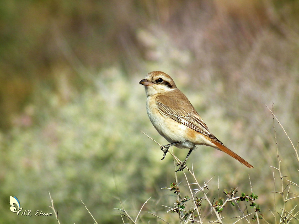 Lanius phoenicuroides , Red-tailed shrike  Geotagged,Iran,Laniidae,Lanius phoenicuroides,Red-tailed shrike,Summer,birds,lanius,shrike