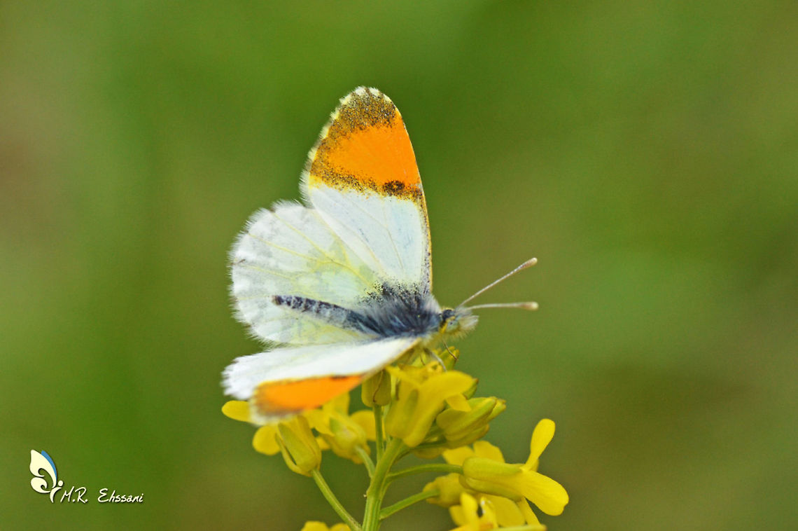 Anthocharis gruneri  Anthocharis,Anthocharis gruneri,Geotagged,Gr&uuml;ners orange tip,Iran,Pieridae,Spring,butterflies,butterflies of iran,insects,iran,lepidoptera,orange tip