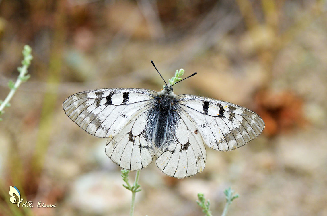 Parnassius mnemosyne , Clouded Apollo  Clouded Apollo,Geotagged,Iran,Papilionidae,Parnassius,Parnassius mnemosyne,Spring,butterflies,butterflies of iran,dorsal,insects,iran,lepidoptera