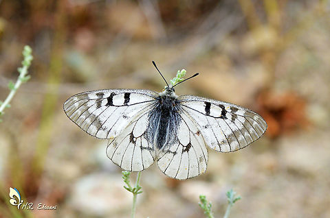 Parnassius mnemosyne , Clouded Apollo  Clouded Apollo,Geotagged,Iran,Papilionidae,Parnassius,Parnassius mnemosyne,Spring,butterflies,butterflies of iran,dorsal,insects,iran,lepidoptera