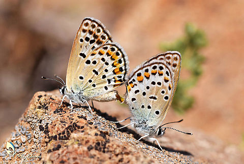 Plebejus miris, mating couple A Lycaenid butterfly ranging from West China to Central Asia and Eastern Iran, with fast flight near ground living in hilly dry fields, the host plant is not identified Geotagged,Iran,Plebejus,Plebejus miris,Spring,butterflies,butterflies of iran,insects,iran,lepidoptera,lycaenidae